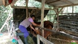 UPT Puskeswan Dan Dinas Kesehatan Lakukan Vaksin Program Pemerintah di Palas