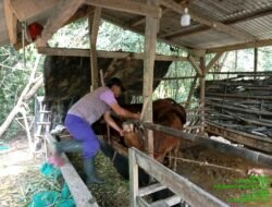 UPT Puskeswan Dan Dinas Kesehatan Lakukan Vaksin Program Pemerintah di Palas